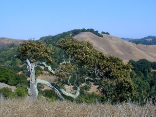 Old live oak against Briones Peak, Briones Regional Park, Orinda, California. Click to see 1600x1200 version. [C-2000Z]