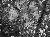 Agapanthus through the Hoya R72 infrared filter. Click to see 800x600. [C-2020Z]