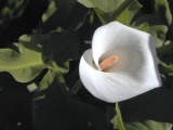 Cala lily in visible light; aperture-priority, EC +0.7, monopod. [C-2020Z]