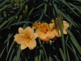 Day lilies in visible light; auto-exposure, monopod. [C-2020Z]