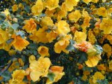 Flannel bush, Berkeley Hills, California. [C-2020Z]