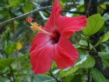 Hibiscus, June, Kona, Hawaii. Click to see 800x600. [C-2020Z]