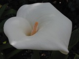 Cala lily in shade; spot meter = f/5.6 @ 1/250, EC = 0.0. Click to see 800x600 version. [C-2020Z]