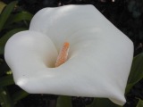 Cala lily in shade; spot meter = f/5.6 @ 1/250, EC = 0.7. Click to see 800x600 version. [C-2020Z]