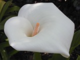 Cala lily in shade; spot meter = f/5.6 @ 1/250, EC = 1.0. Click to see 800x600 version. [C-2020Z]