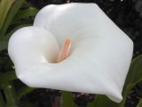 Cala lily in shade; spot meter = f/5.6 @ 1/250, EC = 1.3. Click to see 800x600 version. [C-2020Z]