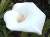 Cala lily in shade; spot meter = f/5.6 @ 1/250, EC = 2.0. Click to see 800x600 version. [C-2020Z]