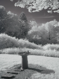 Wratten 87 IR filter, auto white balance. Courtesy Carl Shofield; all rights reserved. [CoolPix 950]