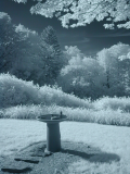 B+W 093 (Wratten 87c) IR filter, auto white balance. Courtesy Carl Shofield; all rights reserved. [CoolPix 950]
