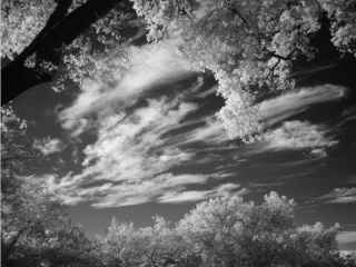 Clouds and trees, Walnut Creek, CA; Wratten 87 IR pass filter, braced monopod, color recording, no grayscale conversion. Click to see 800x600 version. [C-2020Z]