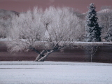 Lower Lake, Washington Park, Denver, CO; R72 IR filter and 1.7x teleconverter with monopod support. Click for 800x600 version. [C-2020Z]